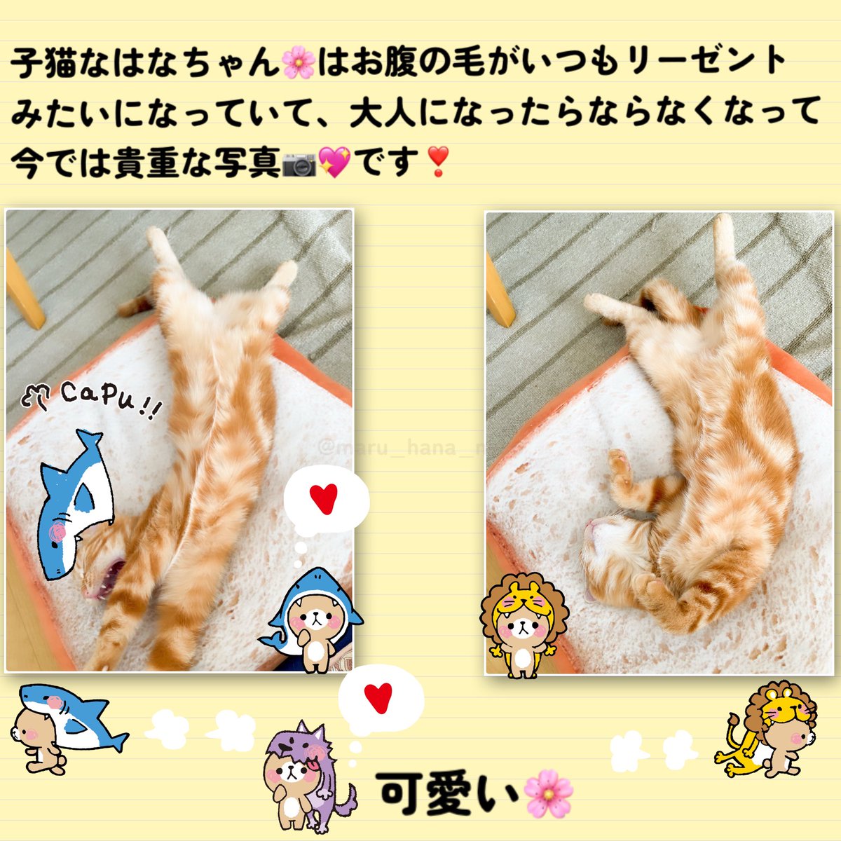 今日は、3年前の真夏にやってきた茶色いふわふわ毛の、 アメショ 𓏲𓎨