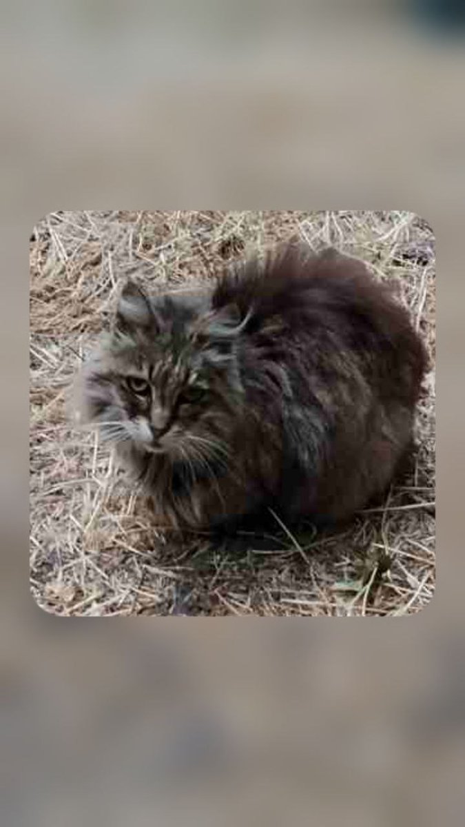 MBelyj2972's tweet photo. Срочно нужна помощь, выкинули кошечку, уже два дня сидит ничего не есть, еду нухает, но живать не может🙏Нужен куратор, на себя взять не могу, кругом долги. Все проходят мимо, позвонили мне, всем на нее плевать, помогите спасти!!! 0971893550 Оксана Одесса https://t.co/me4xV76Vns