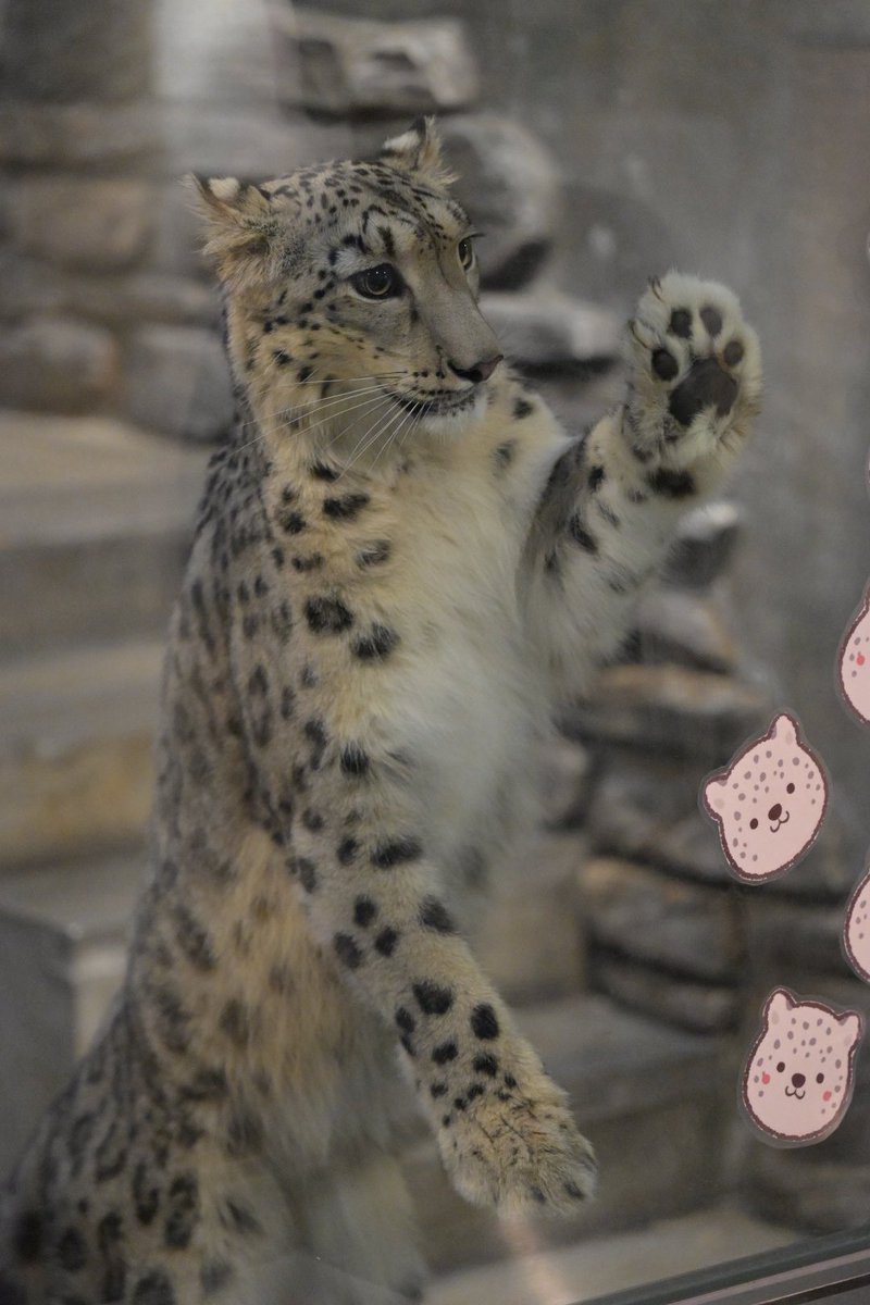 nobuharuna78398's tweet photo. 遊んでもらえたね☺️
📷️2026/07/10
#ヒメル 
#ユキヒョウ 
#いしかわ動物園 https://t.co/MMKVNrV0y2