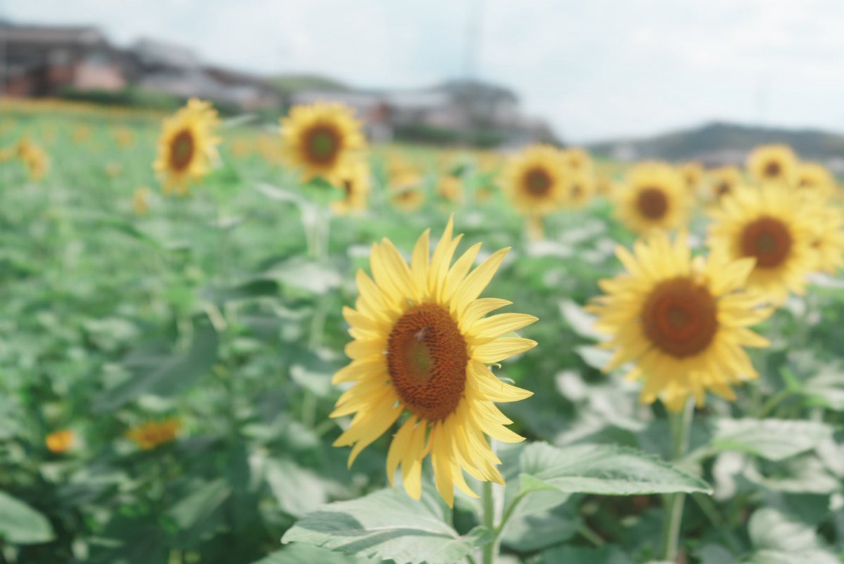 liar_516's tweet photo. 暇すぎてひまわり撮りにいってきた
#RX1RIII
#RX1RM3 https://t.co/ISFDEnIW6w