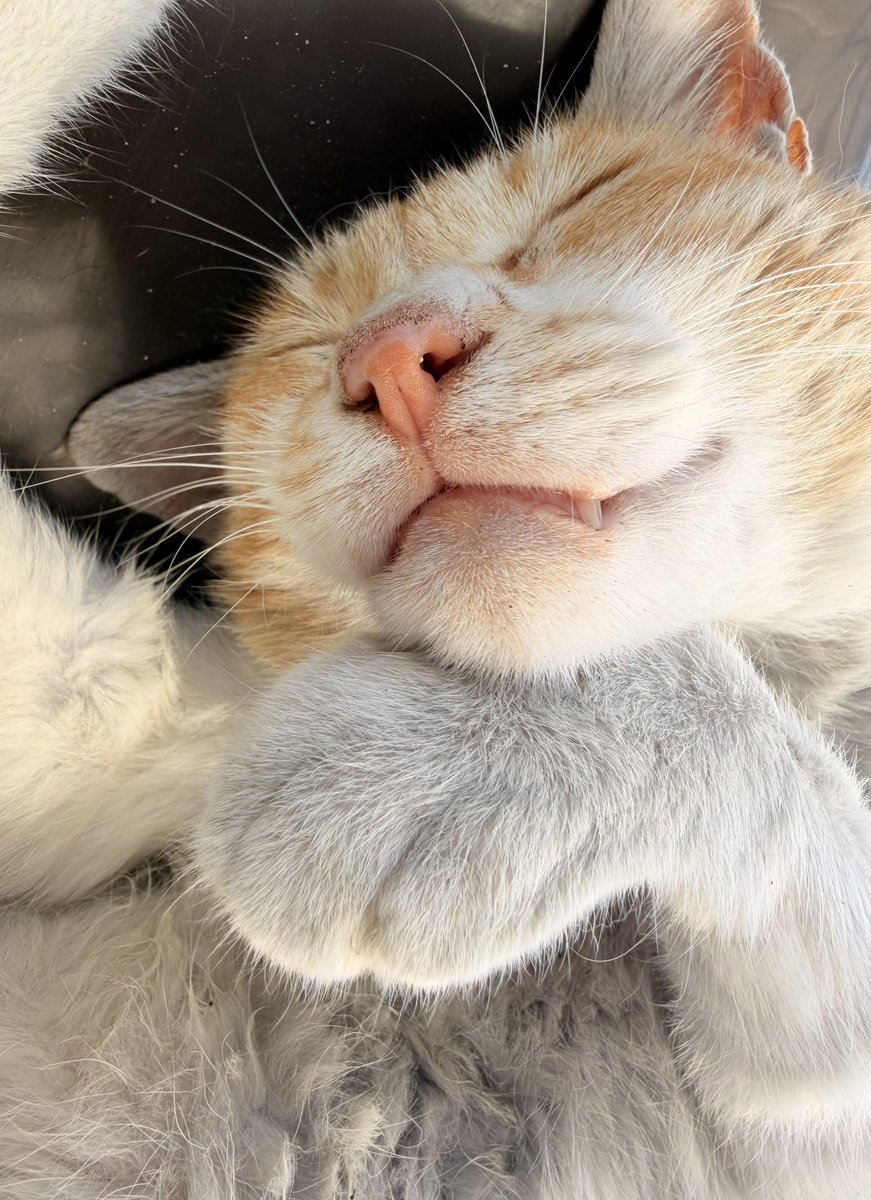 pu1se120's tweet photo. 🐱 https://t.co/PKPOJN1JlW