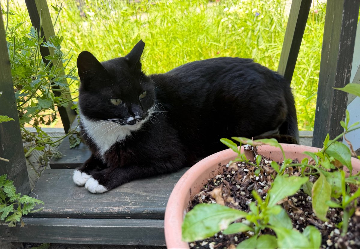 pu1se120's tweet photo. 🐱 https://t.co/PKPOJN1JlW