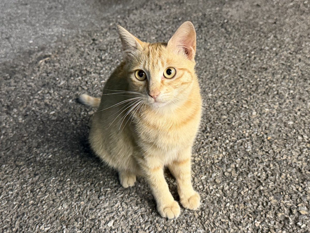 pu1se120's tweet photo. 🐱 https://t.co/PKPOJN1JlW