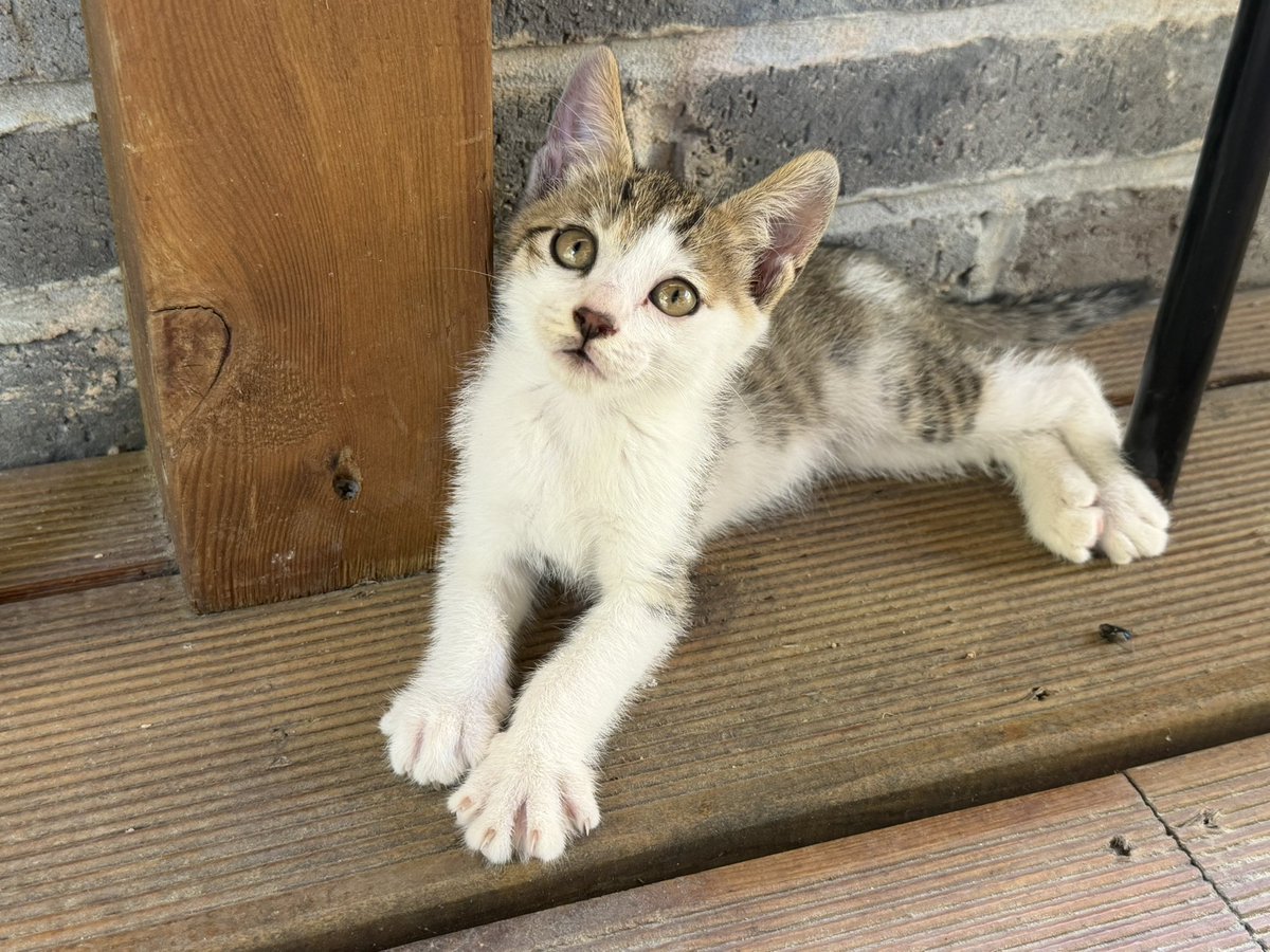 pu1se120's tweet photo. 🐱 https://t.co/PKPOJN1JlW