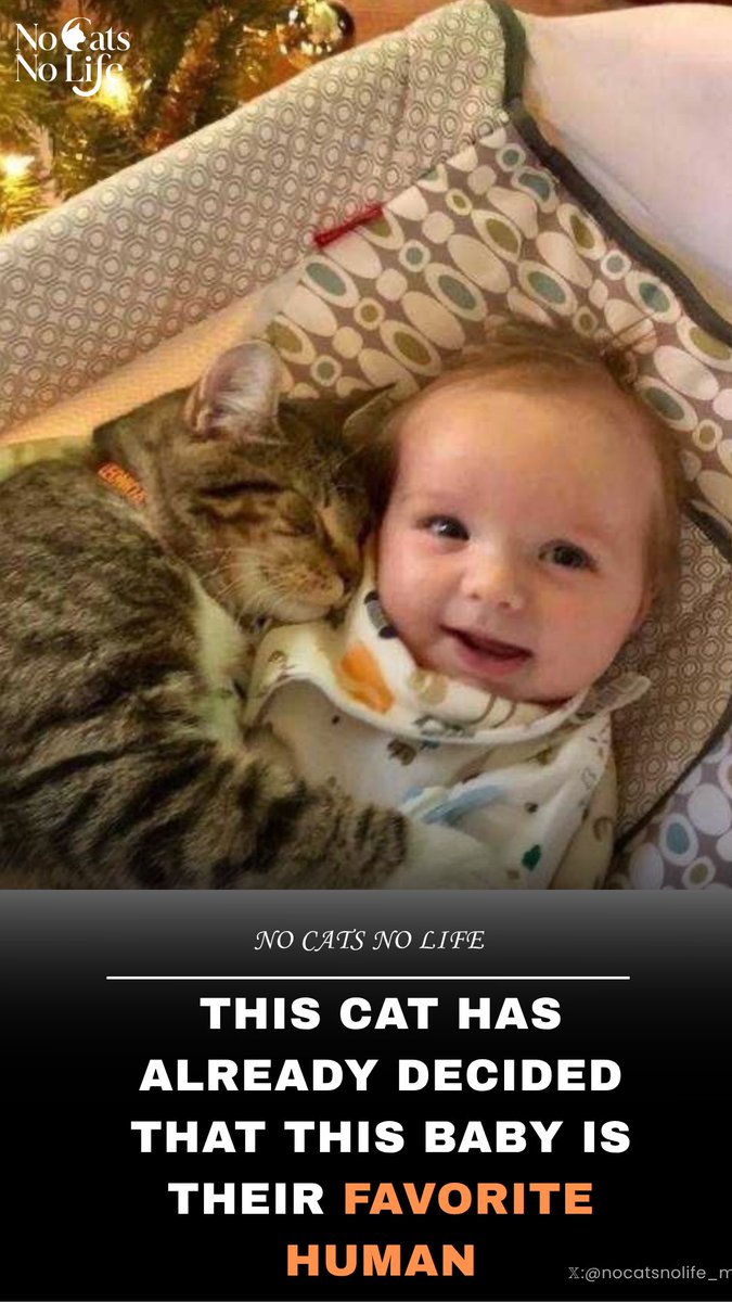 NoCatsNoLife_m's tweet photo. https://t.co/6tDIAbGRRv