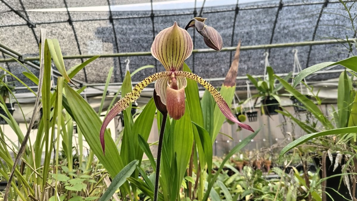 plant_bell's tweet photo. Paph. Julius ＃3

今日の温室の蘭。 https://t.co/AQE0pT0FWd