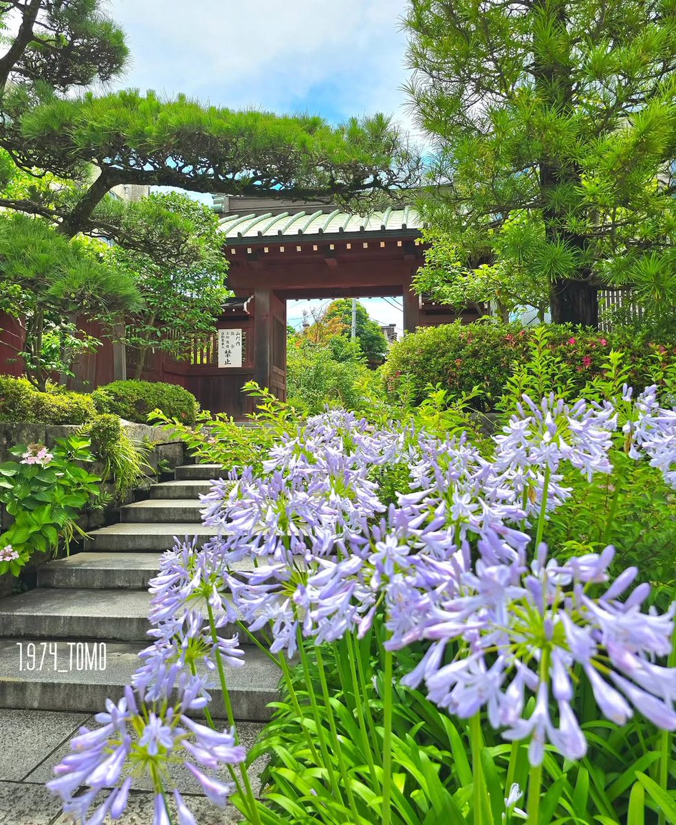 expo2027_japan's tweet photo. ／
大巧寺のアガパンサス
#花のある風景
＼

鶴岡八幡宮へ続く若宮大路の途中にある「大巧寺（だいぎょうじ）」。

源頼朝がこの寺で��議を行い、大勝利を収めたことから、「巧みに勝つ」という意味を込めて「大巧寺」と名付けられたと伝えられています。別名「おんめさま」としても��しまれ、安産祈願のお寺として多くの参拝者が訪れます。

また、“花の寺”としても知られ、境内では四季折々の花々が楽しむこともできます✨

初夏にはアガパンサスや紫陽花、秋には秋明菊、冬には椿や万両、春には梅や木瓜など、訪れるたびに異なる景色が広がります。

鎌倉散策の途中に、花々に包まれた静かな時間を過ごしてみてはいかがでしょうか。

Instagram：@ 1.9.7.4_tomo

■スポット情報
大巧寺
神奈川県鎌倉市小町1-9-28
電車の場合
JR横須賀線 鎌倉駅 東口から、徒歩3分。　生涯学習センター（きらら鎌倉）の隣。

#withGREENEXPO
#2027年国際園芸博覧会
#greenexpo2027
#花のある暮らし
#暮らしに花を
#大巧寺