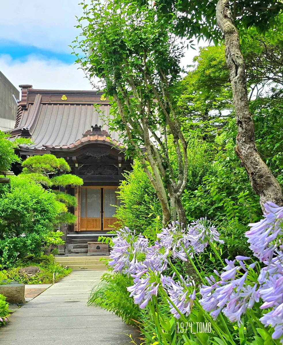 expo2027_japan's tweet photo. ／
大巧寺のアガパンサス
#花のある風景
＼

鶴岡八幡宮へ続く若宮大路の途中にある「大巧寺（だいぎょうじ）」。

源頼朝がこの寺で��議を行い、大勝利を収めたことから、「巧みに勝つ」という意味を込めて「大巧寺」と名付けられたと伝えられています。別名「おんめさま」としても��しまれ、安産祈願のお寺として多くの参拝者が訪れます。

また、“花の寺”としても知られ、境内では四季折々の花々が楽しむこともできます✨

初夏にはアガパンサスや紫陽花、秋には秋明菊、冬には椿や万両、春には梅や木瓜など、訪れるたびに異なる景色が広がります。

鎌倉散策の途中に、花々に包まれた静かな時間を過ごしてみてはいかがでしょうか。

Instagram：@ 1.9.7.4_tomo

■スポット情報
大巧寺
神奈川県鎌倉市小町1-9-28
電車の場合
JR横須賀線 鎌倉駅 東口から、徒歩3分。　生涯学習センター（きらら鎌倉）の隣。

#withGREENEXPO
#2027年国際園芸博覧会
#greenexpo2027
#花のある暮らし
#暮らしに花を
#大巧寺