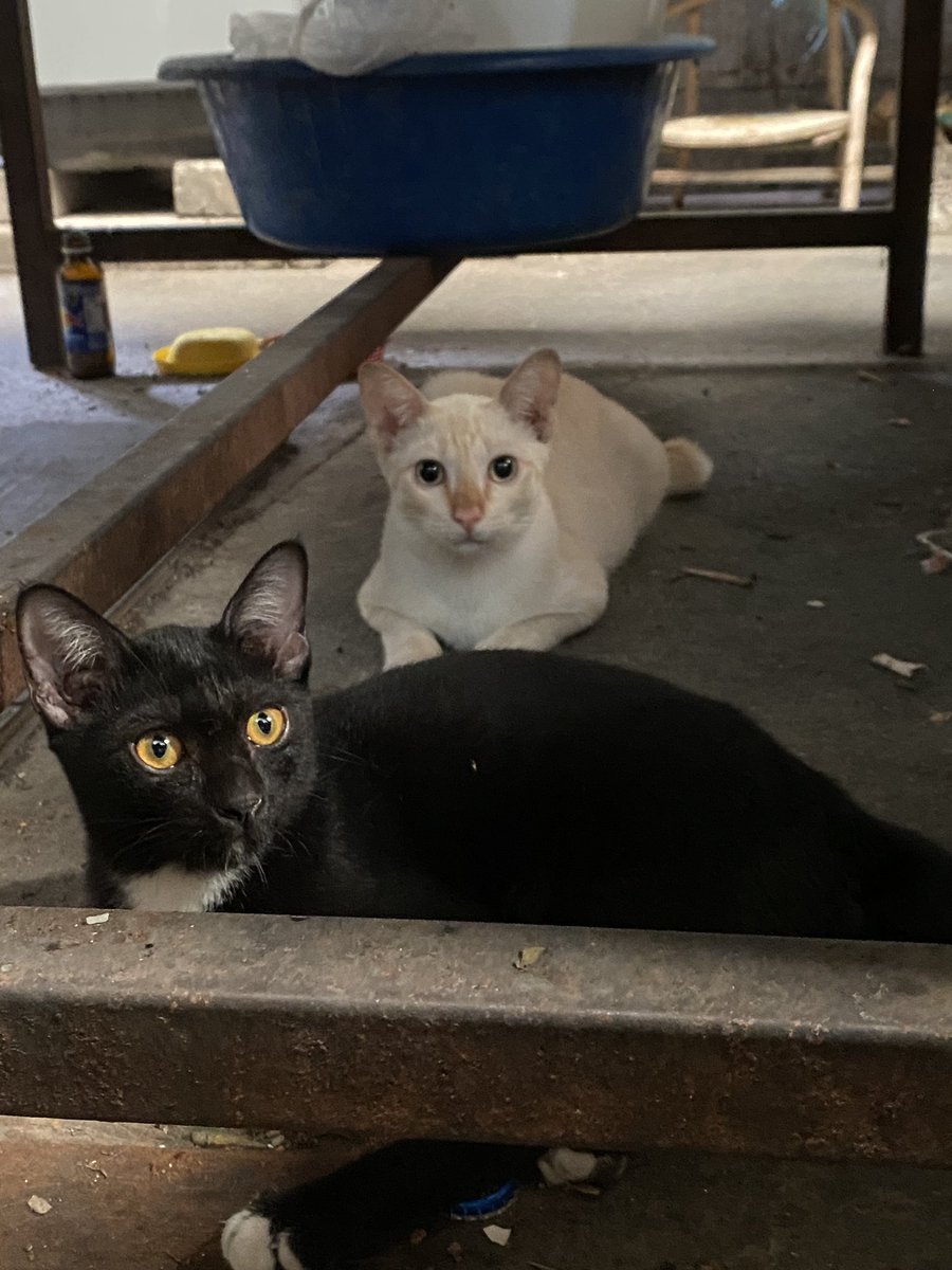 catperson020723's tweet photo. หนุ่มครีม #หาบ้าน

น้องยังค่อนข้างกลัวคนแต่กับคนคุ้นเคยก็เข้าหาได้ อยู่ร่วมกับเพื่อนแมวได้อย่างดี ขอพิจารณาบ้านที่มีเพื่อนแมวเดิมก่อนนะคะ

 เพศผู้ หางสั้น อายุประมาณ 6 เดือน เข้า

📮 : กทม. สมุทรปราการ นนทบุรี ปทุมธานี ชลบุรี ระยอง ส่งถึงบ้านใหม่เท่านั้น
#แมวจร #adoption https://t.co/Vr2QkB8mcv