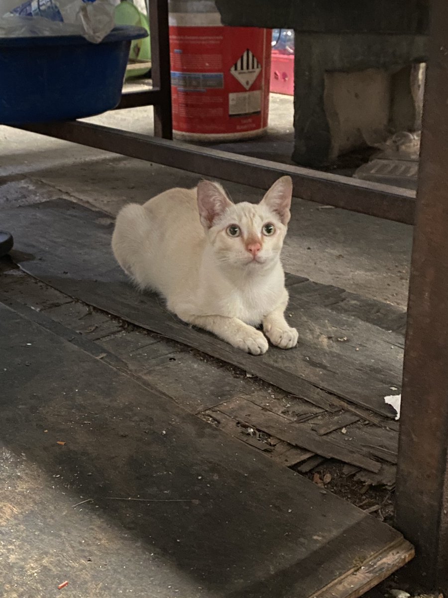 catperson020723's tweet photo. หนุ่มครีม #หาบ้าน

น้องยังค่อนข้างกลัวคนแต่กับคนคุ้นเคยก็เข้าหาได้ อยู่ร่วมกับเพื่อนแมวได้อย่างดี ขอพิจารณาบ้านที่มีเพื่อนแมวเดิมก่อนนะคะ

 เพศผู้ หางสั้น อายุประมาณ 6 เดือน เข้า

📮 : กทม. สมุทรปราการ นนทบุรี ปทุมธานี ชลบุรี ระยอง ส่งถึงบ้านใหม่เท่านั้น
#แมวจร #adoption https://t.co/Vr2QkB8mcv