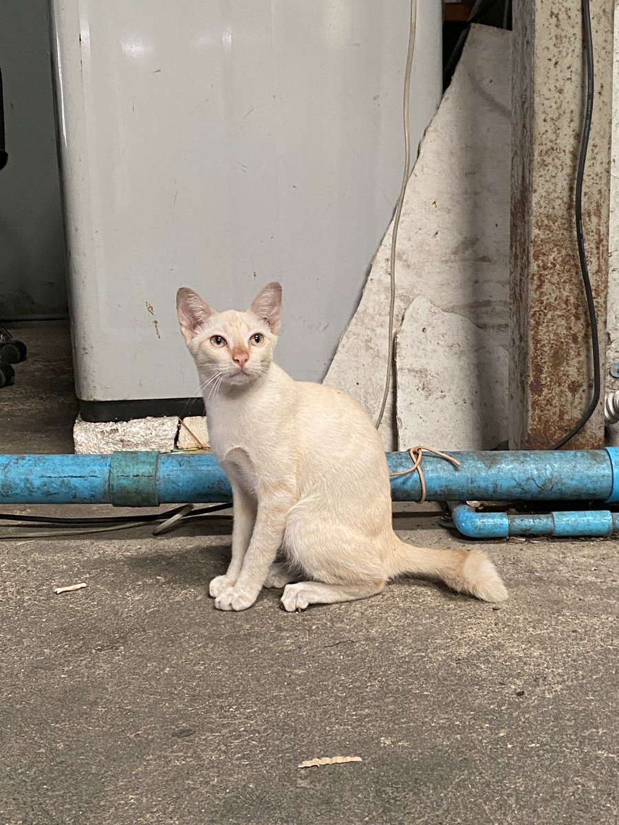 catperson020723's tweet photo. หนุ่มครีม #หาบ้าน

น้องยังค่อนข้างกลัวคนแต่กับคนคุ้นเคยก็เข้าหาได้ อยู่ร่วมกับเพื่อนแมวได้อย่างดี ขอพิจารณาบ้านที่มีเพื่อนแมวเดิมก่อนนะคะ

 เพศผู้ หางสั้น อายุประมาณ 6 เดือน เข้า

📮 : กทม. สมุทรปราการ นนทบุรี ปทุมธานี ชลบุรี ระยอง ส่งถึงบ้านใหม่เท่านั้น
#แมวจร #adoption https://t.co/Vr2QkB8mcv