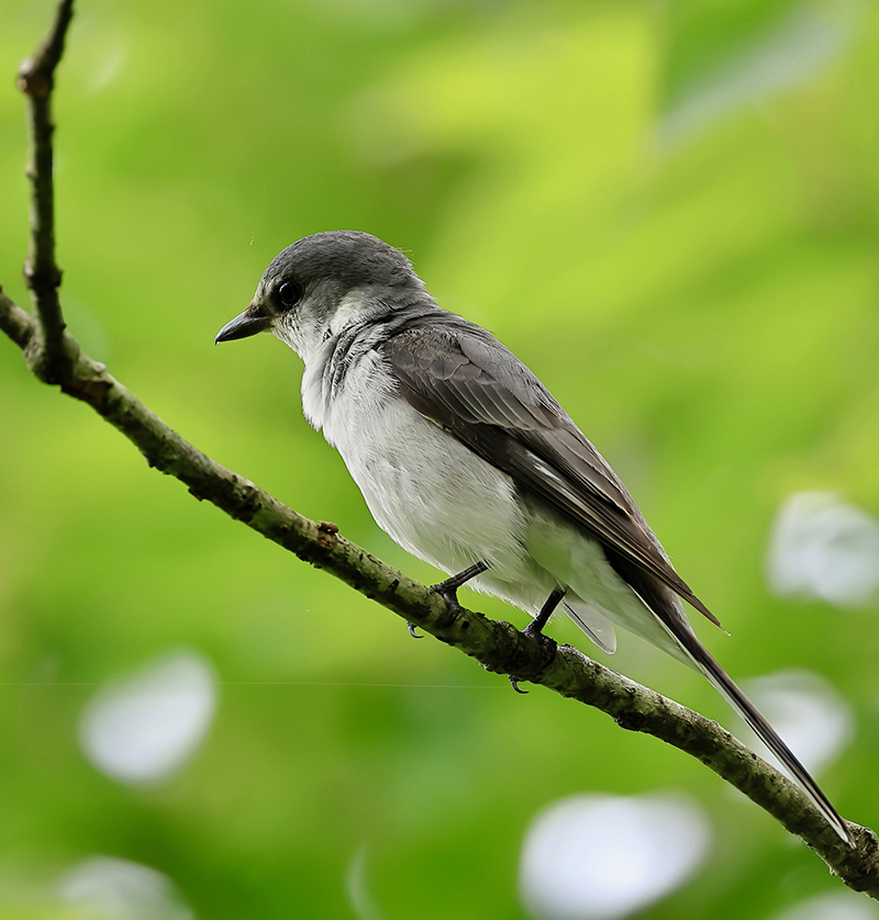 0752511586's tweet photo. 令和8年7月4��～5日第4回早朝野鳥観察会 結果報告①　コシアカツバメ・サンショウクイ祭り！
グリーンパーク想い出の森で、あちこちにサンショウクイファミリー！
まだ給餌を待っている幼鳥や自力で餌食している個体もあり、可愛かったです。
https://t.co/8BewABV7jD
#野鳥観察会 https://t.co/OsCP0w330p