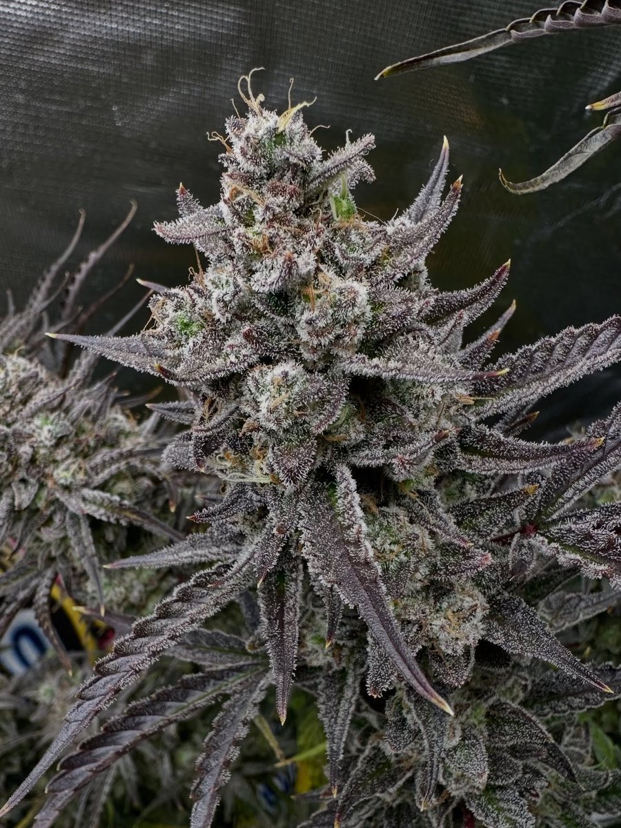 HickswayFLW's tweet photo. This one was all about mass and consistency. From mid flower onward she just kept stacking, calm and steady, without ever looking stressed. Lots of buds, heavy resin production and that kind of stickiness where your fingers tell the story immediately. https://t.co/mpp01hBiiG
