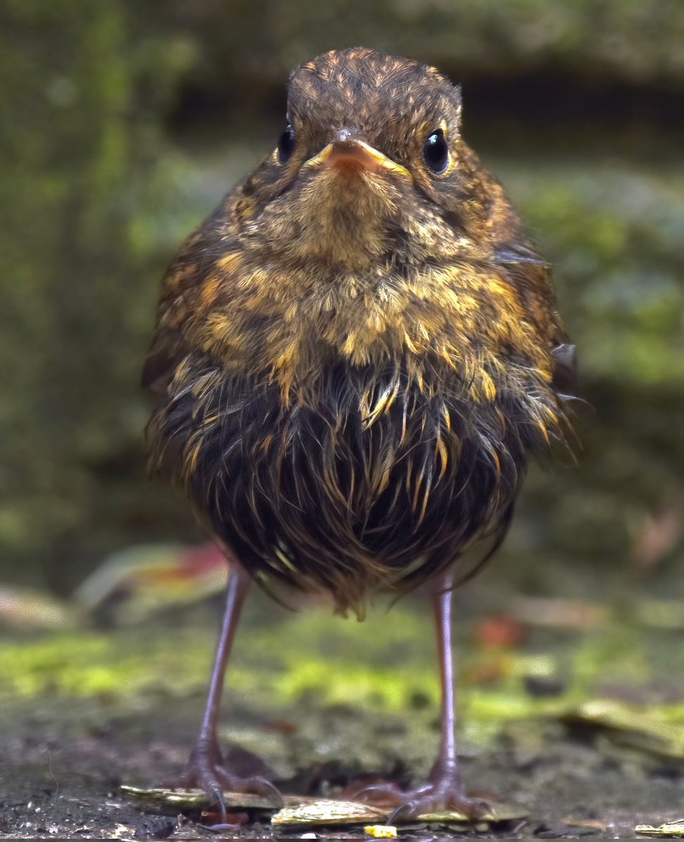 CarlBovisNature tweet picture