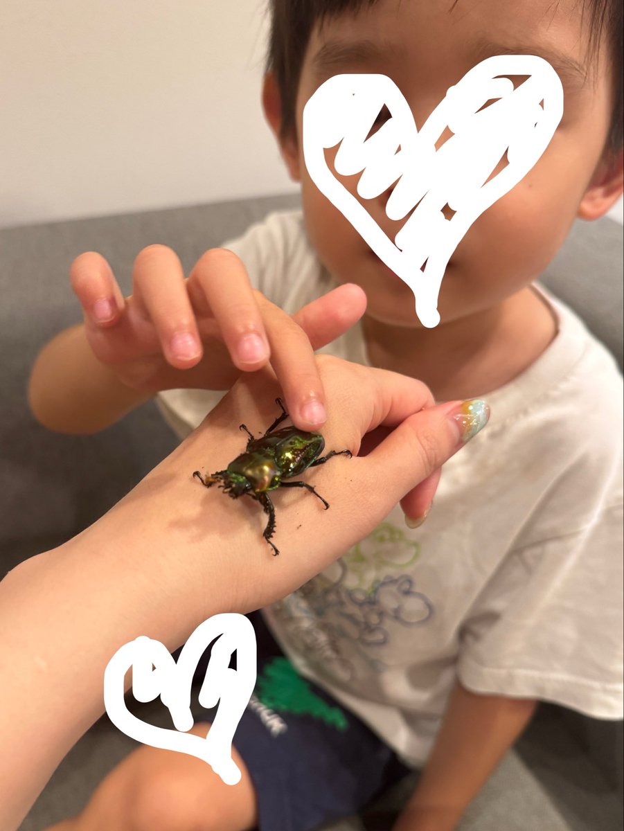 okabu0126's tweet photo. ちょうどニジイロクワガタも出てきたので、親子の記録をこちらにのんびり発信していこうと思います🐛💚 https://t.co/6zeXfzULkE
