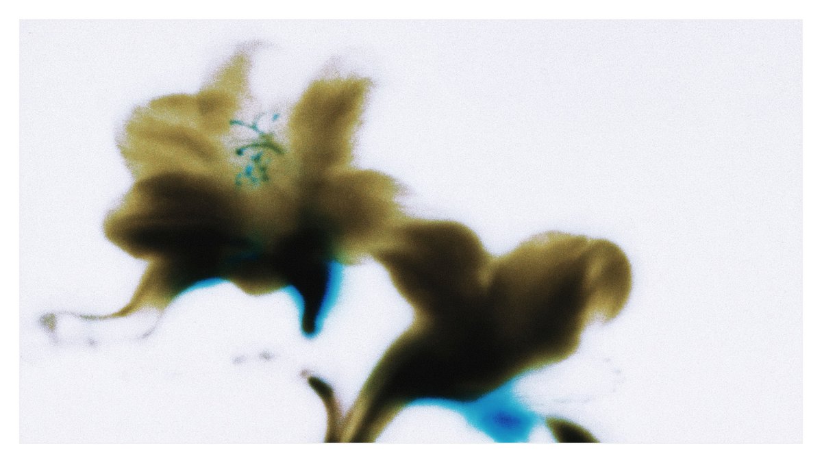 JCKHLRY's tweet photo. Exploring abstract floral backgrounds 🌺 https://t.co/L6mZN9RkoG
