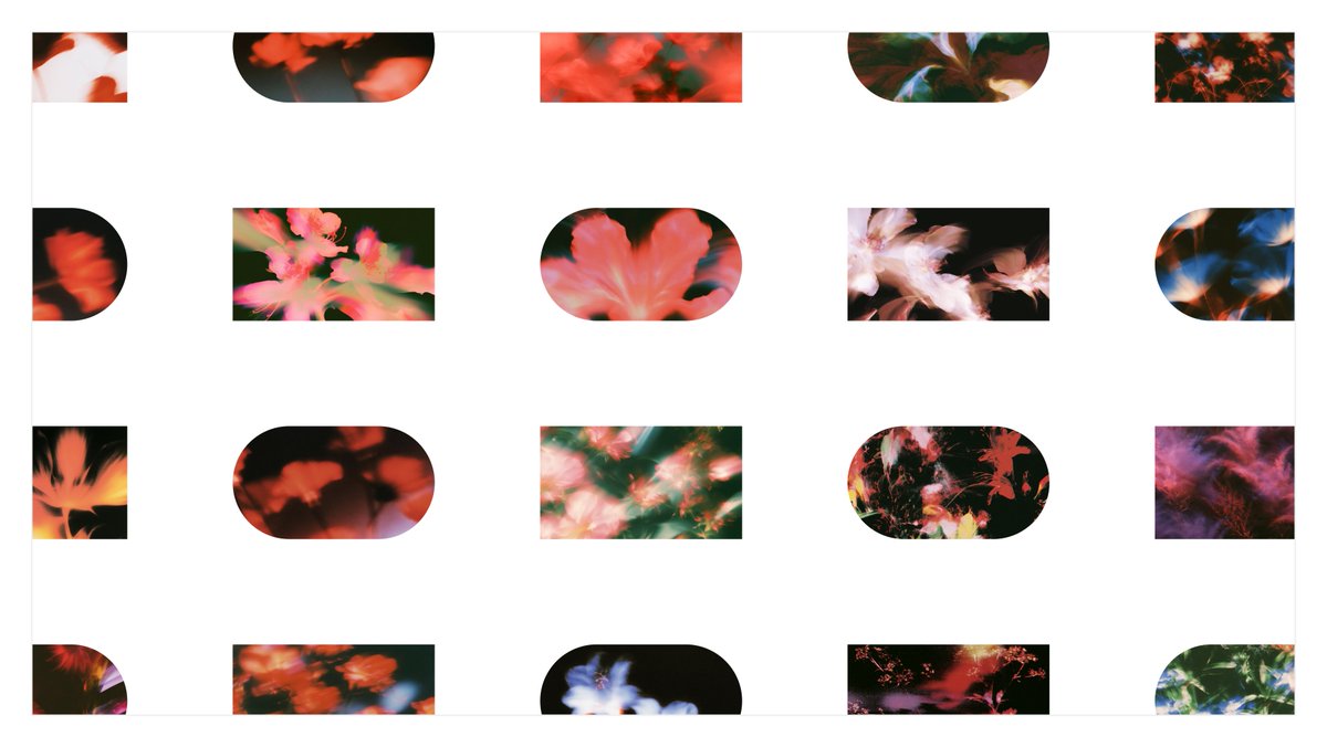 JCKHLRY's tweet photo. Exploring abstract floral backgrounds 🌺 https://t.co/L6mZN9RkoG