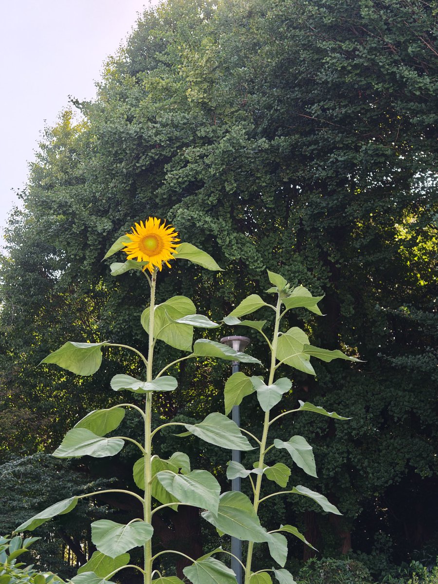Hamayagohei's tweet photo. ヒマワリ
夏空にピッタリ
3メートル近くはあったね
明日からは30度を
越えるそうだ
要  体調管理
水分補給を忘れずに! https://t.co/GvdiLCiJya