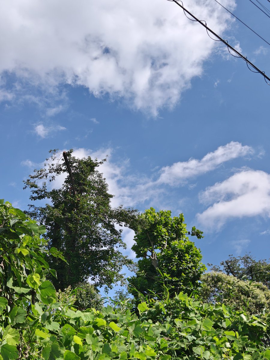 Hamayagohei's tweet photo. ヒマワリ
夏空にピッタリ
3メートル近くはあったね
明日からは30度を
越えるそうだ
要  体調管理
水分補給を忘れずに! https://t.co/GvdiLCiJya
