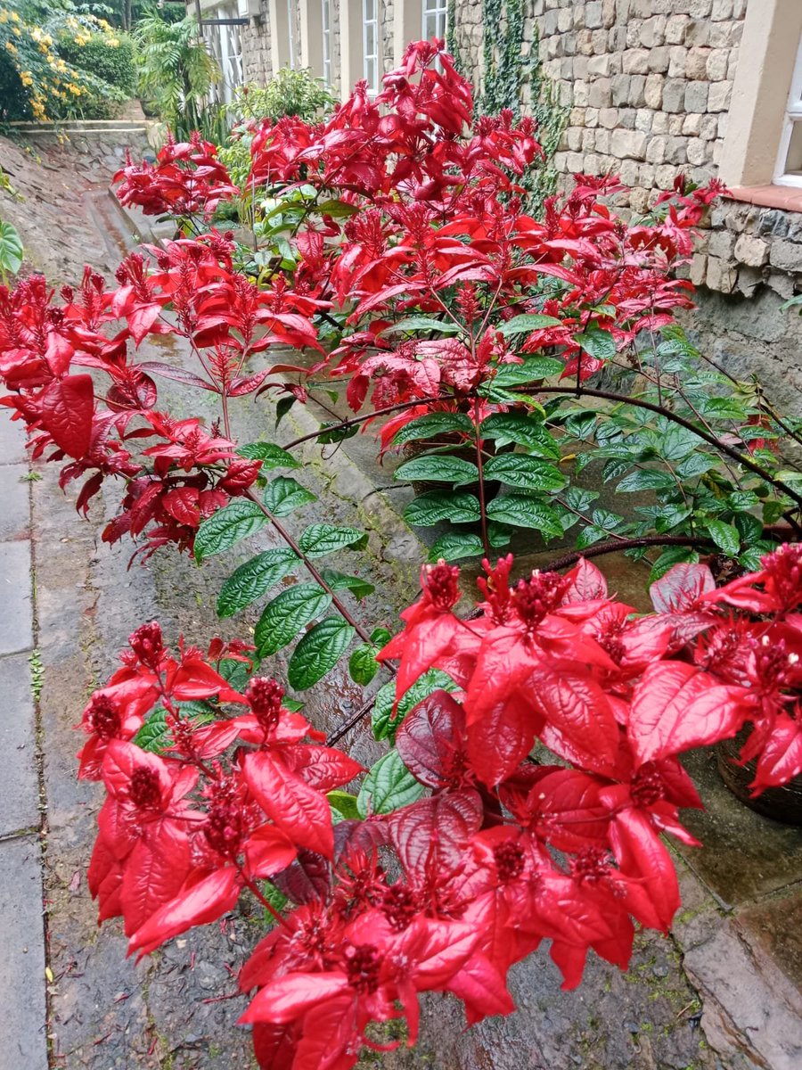 IreneKaindi's tweet photo. #Combretum Mussaendiflorum, popularly known in #landscaping as the African Quisqualis or #RedRiot... #FlowerPics #FlowerPhotography #CaptureNature #FlowersOnFriday β€οΈπππΏ https://t.co/790UuJmmg1