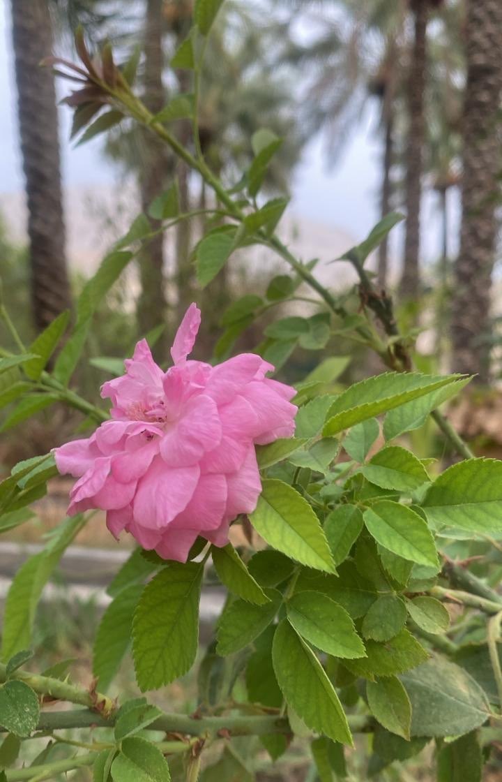 Hathami_'s tweet photo. إن من الأوجاع ماهو إعادة لبناء النفس، فلا تجزع،  فما أنت فيه خير لم يدرك�� عقلك بعد.

#اسامه_الجامع💜 https://t.co/QbNFDp2tfR