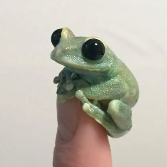 GIZMO tweet media