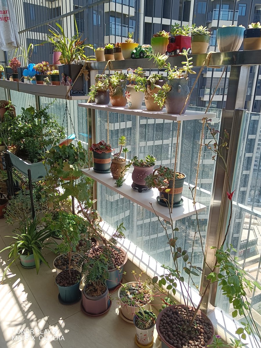 amazon2101's tweet photo. Why not try growing succulents this weekend They’re low-fuss, cute, and perfect for starting a new plant hobby! https://t.co/7aO9494wBM