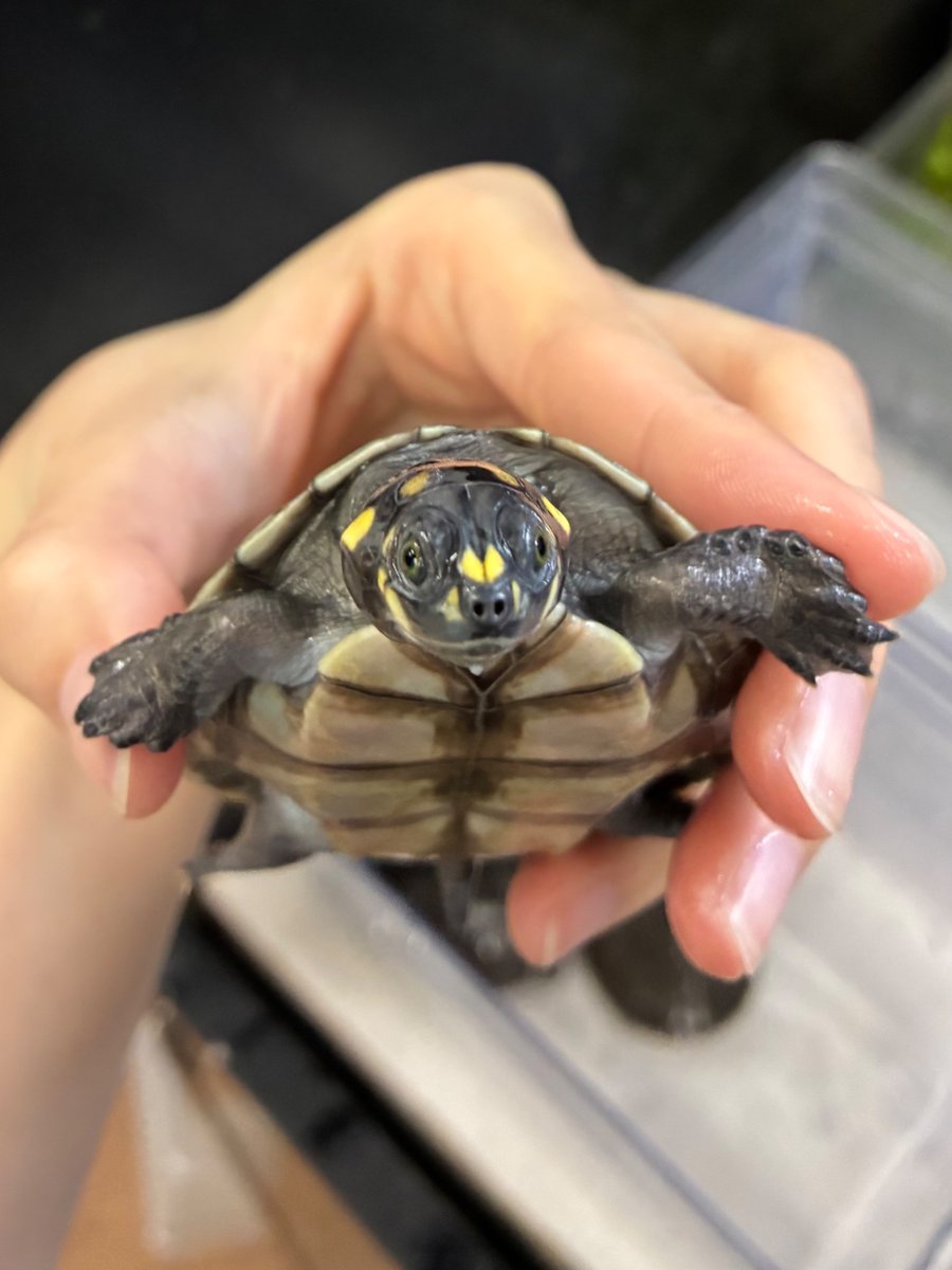 manausm4's tweet photo. モンキヨコクビガメも入っております🐢🟡

目が近くて愛嬌のあるお顔がとても可愛いです☺️

#マナウス長津田店
#アクアショップ
#モンキヨコクビガメ https://t.co/UmgVxgN0Po