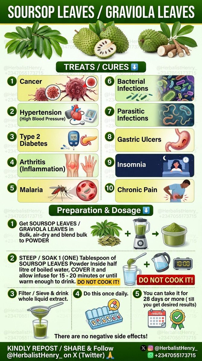 HerbalistHenry_'s tweet photo. SOURSOP LEAVES / GRAVIOLA LEAVES 
TREATS / CURES  ⬇️

 1. Cancer
 2. Hypertension (High Blood Pressure)
 3. Type 2 Diabetes
 4. Arthritis (Inflammation)
 5. Malaria
 6. Bacterial Infections
 7. Parasitic Infections
 8. Gastric Ulcers
 9. Insomnia
 10. Chronic Pain

Preparation & Dosage ⬇️ 
Get   SOURSOP LEAVES / GRAVIOLA LEAVES     in  Bulk, air-dry and blend bulk to POWDER

STEEP / SOAK  1  (ONE)  Tablespoon of  SOURSOP LEAVES    Powder Inside half litre of boiled water, COVER  it and allow infuse for  15 - 20   minutes or until warm enough to drink. 
DO NOT COOK IT!

Filter / Sieve & drink whole liquid extract.
Do this once daily. 

You can take it for  28 days or more ( till you get desired results)
There are no negative side effects! 

KINDLY  REPOST / SHARE  &  Follow @HerbalistHenry_  on  X (Twitter)  🙏