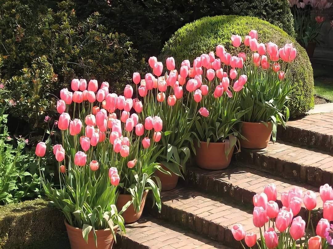 Only Tulips tweet media
