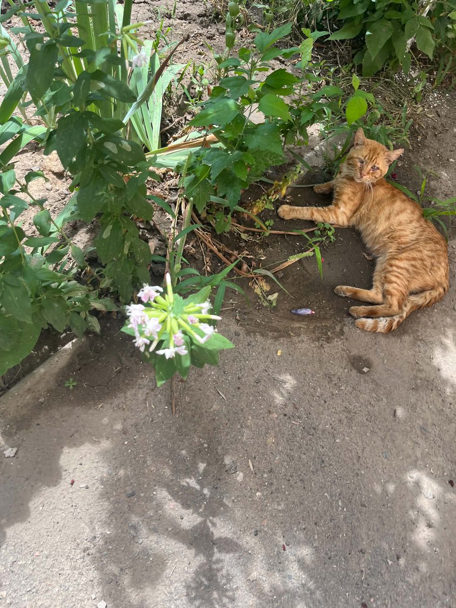MBelyj2972's tweet photo. Одесса нужна помощь коту: Прошу помощи для бездомного кота. Он очень худой, тяжело дышит, иногда с открытым ртом, и проблемы с глазами но ещё ест влажный корм. В руки не даётся и появляется не каждый день в районе ул.Высоцкого (поселок котовского ) У меня маленький ребёнок , поэтому я не могу самостоятельно отвезти его в клинику или оплатить лечение. Если кто-то сможет помочь с отловом или осмотром, буду очень благодарна. Я могу сообщить место, где чаще всего его вижу.»

+380 (75) 687 29 75 Алена