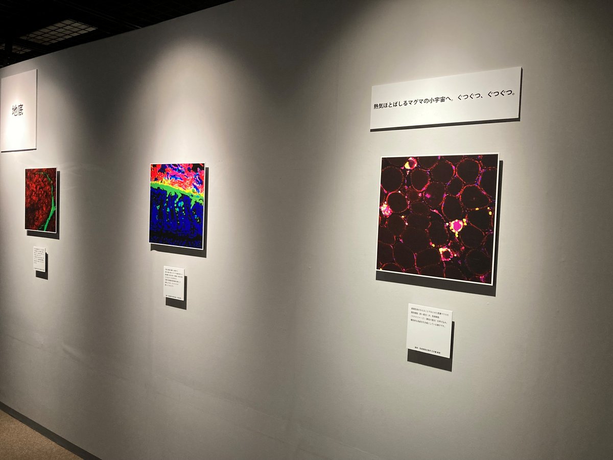Mus_Osaka_Univ's tweet photo. 【明日まで!!】
#大阪大学総合学術博物館 特別展 「 #DOEFF アートな体躯 顕微鏡画像が映し出す阪大医学研究のフロンティア」 🎉明日(7/11)まで📷この機会に貴重な資料をお見逃しなく! 皆様のご来館をお待ちしております📷#阪大 #豊中キャンパス #無料 #阪大医学部 https://t.co/m0R9w0efx8
