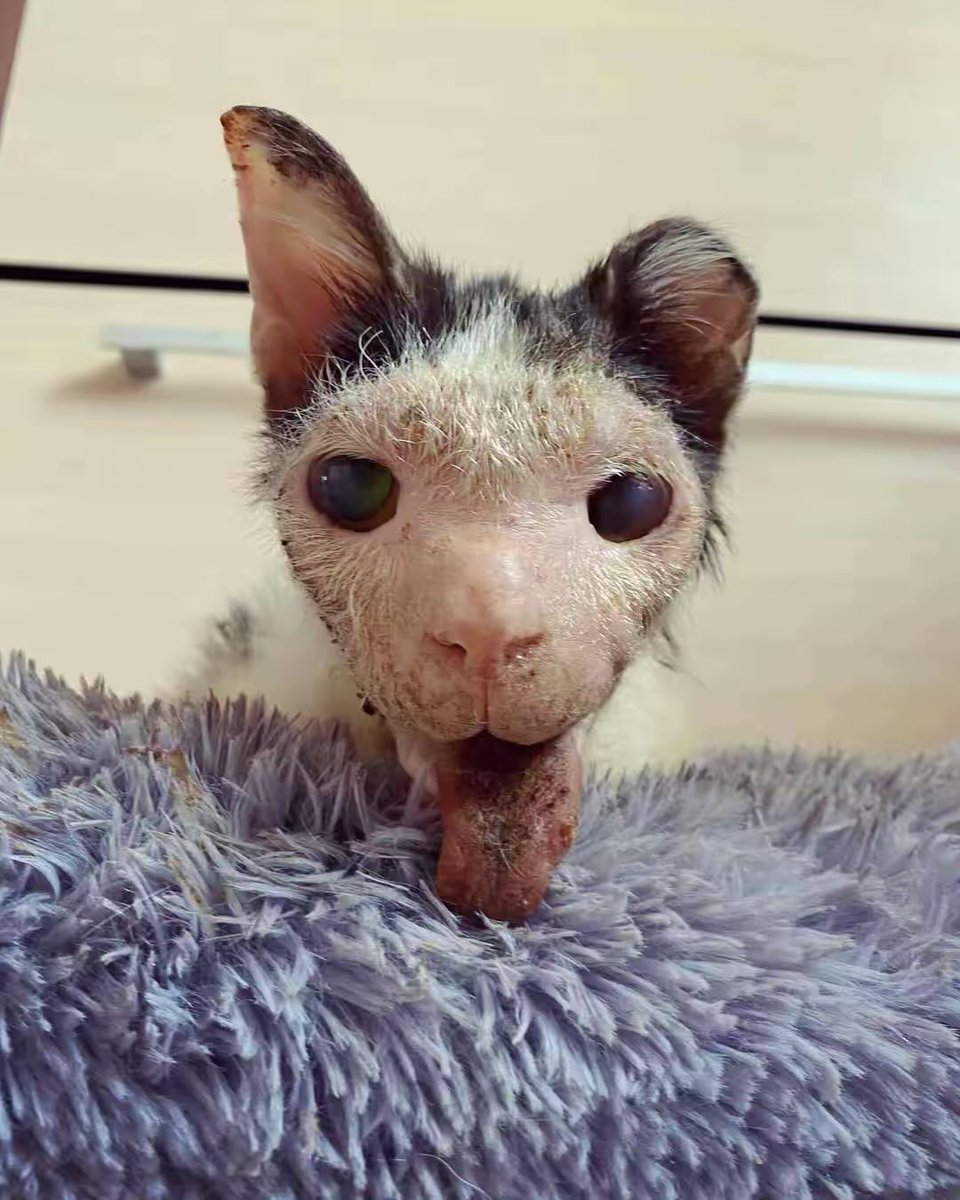 UAanimalres's tweet photo. 💔 Please don’t scroll past Pluto. Things are very difficult, and we can’t afford the food and treatment he urgently needs. Every donation or share gives him hope. Please help by visiting the link in our bio. 🙏🐾

#SavePluto #HelpPluto #CatRescue #Donate #LinkInBio https://t.co/i6tliusJUd