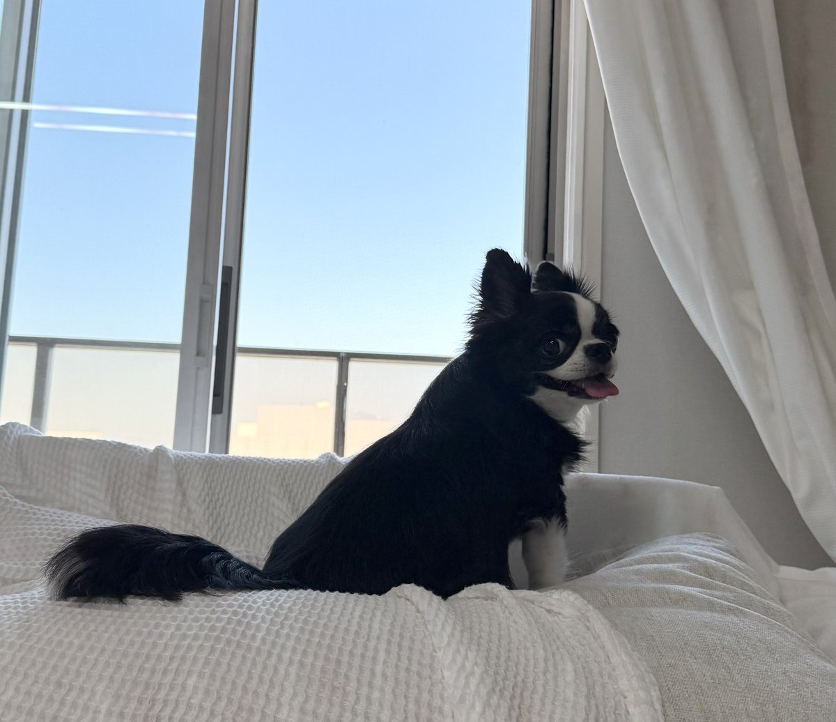 erma930's tweet photo. お空にミュウツー飛んでたよ🐶✨
(渋谷に戻ったかな…？ｗ)

今日はお家でのんびり🏠✨ https://t.co/lCacaRUGyN