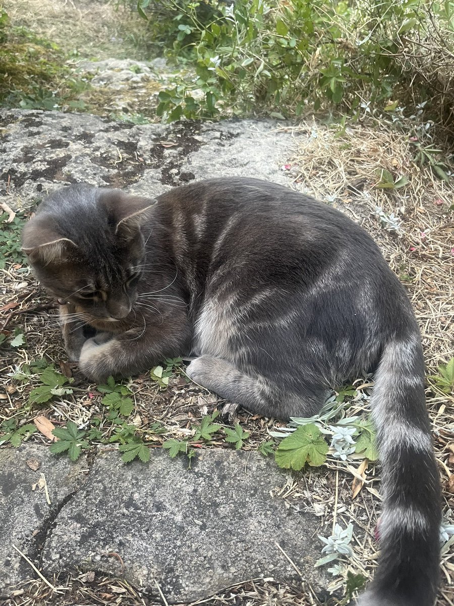 fuckingjunker's tweet photo. @StarryKittyx George says “Hi Loki” !!🥰 https://t.co/zR9c8w9G0l