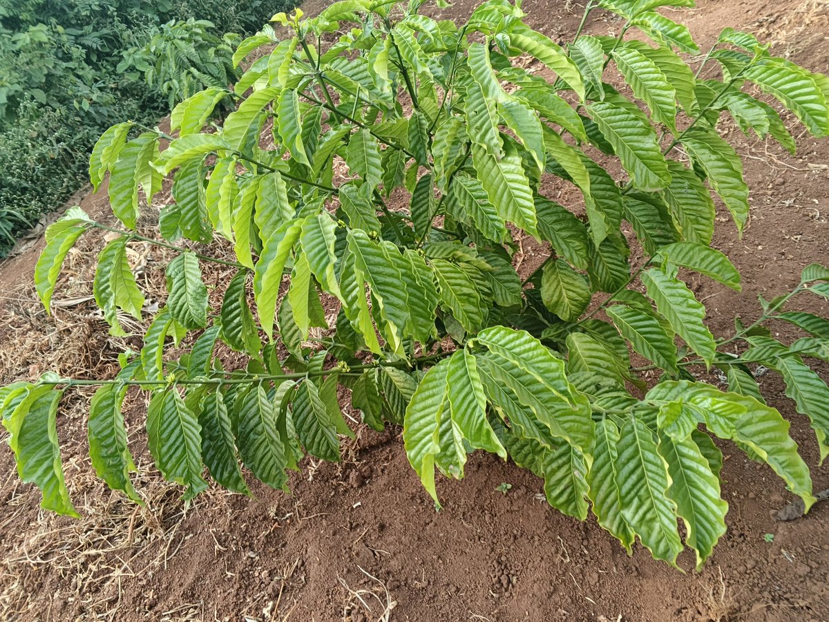 Mr_Mugumya's tweet photo. Frame 1 is KR9, and frame 2 is KR7. I planted them on the same day and left both without mulch to test their performance during the dry season. As you can see, KR7 is still looking strong &amp; even carrying berries. From my experience, KR7 is a variety I would confidently recommend. https://t.co/HsslZyZm6D