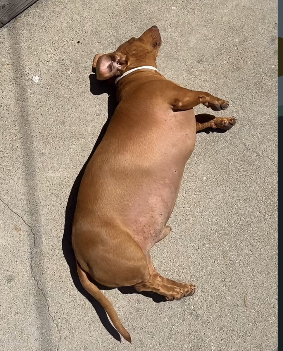 looongdawg tweet media