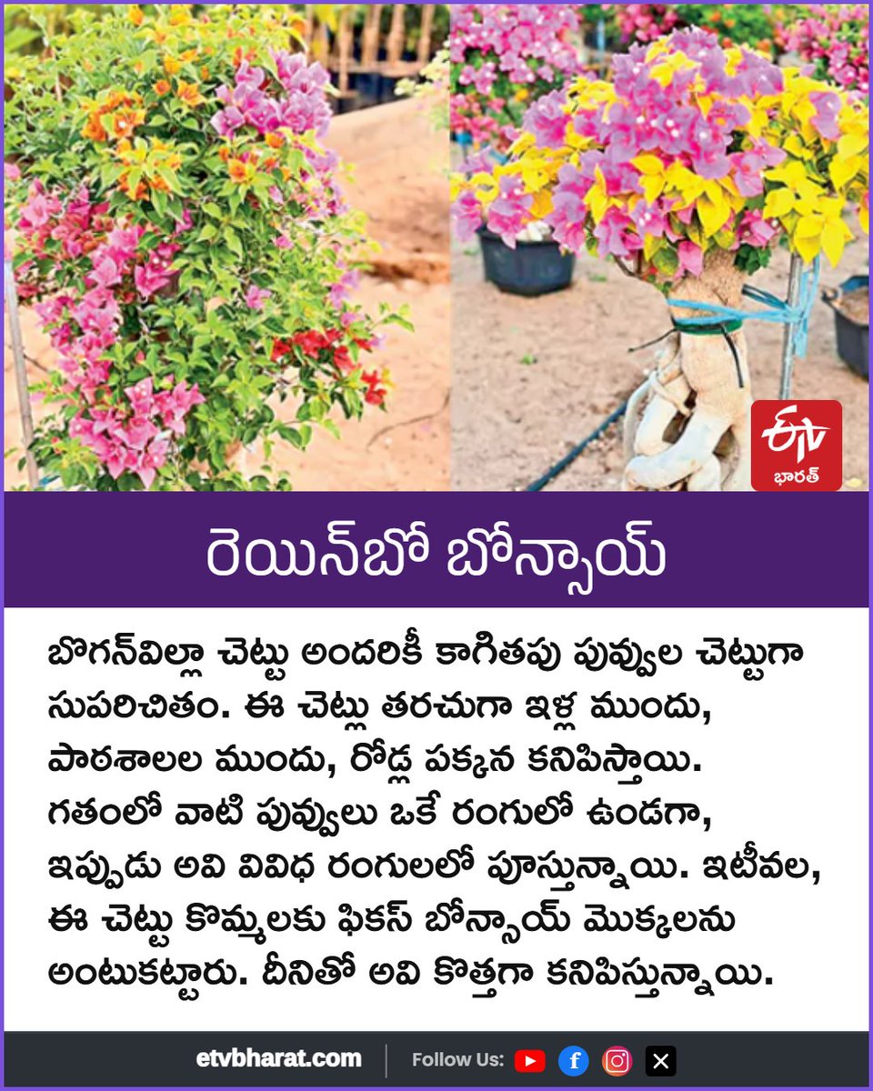 ETVBharatAP's tweet photo. రెయిన్బో బోన్సాయ్
#RainbowBonsai #BonsaiTree #indoorplants #etvbharatandhrapradesh https://t.co/BSVUpNZw72