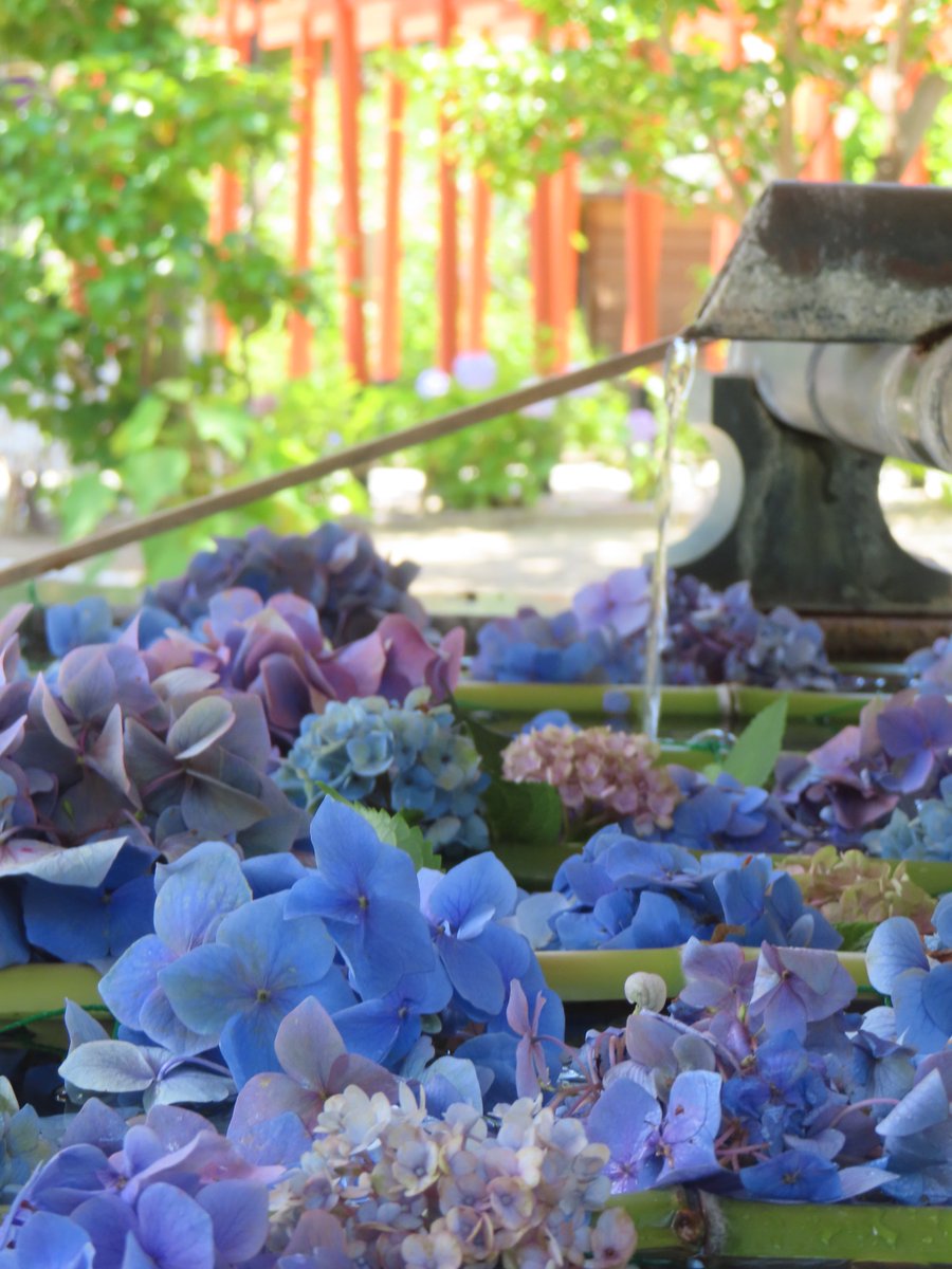okushihousyoshi's tweet photo. #花手水
#紫陽花
#アジサイ
#辛國神社
#花のある風景
#フジイデライク
#写真好きな人と繫がりたい 
#ファインダー越しの私の世界
#風景写真好きな人と繋がりたい 
#風景写真
#藤井寺市
#司法書士 https://t.co/iQzxF3fPff