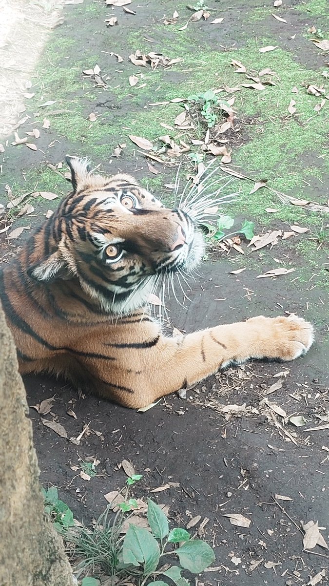 saopin0320's tweet photo. 朝イチ
アサ🐯ちゃんに出迎えてもらったよ💕🥰🥰
2026.7.10
#上野動物園 #スマトラトラ 
#アサ https://t.co/g7UAGaFO9a