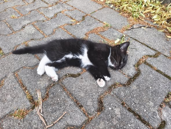 yolandaschultes's tweet photo. 06493 Harzgerode/ Ballenstedt
Tierquälerei ... ( Verstümmelte) Katzen in Müllsäcken gefunden
Kopie
Tierheim/Tierschutzverein Quedlinburg e.V.
wir sind einfach fassungslos, bestürzt, traurig und wütend zugleich...heute wurden uns über das Ordnungsamt Harzgerode 2 Katzen in sehr schlechtem Zustand gebracht. Gefunden in der Nähe des Bauhofs...dort augenscheinlich ausgesetzt in Müllsäcken??? Die weiße Katze war leider bereits tot und von der 4. Katze war nur noch der Schwanz da. Wir mögen uns gar nicht vorstellen, was dort vorgefallen ist und können nur mutmaßen...die armen Katzen. Wer Hinweise zur Aufklärung dieser schrecklichen Geschichte geben kann, wir sind für jeden Tipp dankbar. 
Und der  2. sehr traurige Fund.  Heute früh wurde diese kleine Katze tot vor einem  alten leerstehenden Haus in der Lindenallee Ecke Woltersdorf Straße in Ballenstedt gefunden.  Es könnte auch sein, das das Tier vor zwei Tagen ausgesetzt wurde an der Einfahrt zur Bienenwiese oberhalb der Lindenallee. Dort stand eine leere transportbox mit Stroh , leider konnte die Finderin dort , trotz mehrmaligen Versuchen, kein Tier entdecken. 
Was ist nur los in dieser Welt, die Herzlosigkeit bei manchen Personen kennt keine Grenzen mehr. Auch in diesem Fall bitten wir euch, wer Hinweise geben kann, bitte meldet euch. Das macht zwar die Tierchen nicht wieder lebendig, aber die Schuldigen müssen bestraft werden.
+49 3946 2329
www.tierheim.quedlinburg@googlemail.com