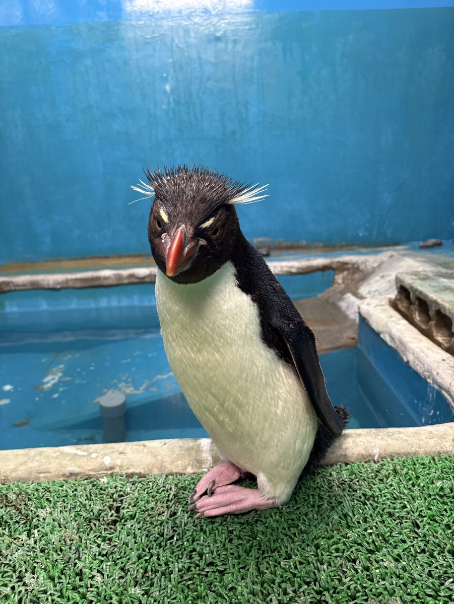 NagasakiPengin's tweet photo. 足が重なりおしとやかに見えるミナミイワトビペンギンシリーズ📸

#長崎ペンギン水族館 #penguin #aquarium
#長崎 #長崎観光 #水族館 #ペンギン #ミナミイワトビペンギン #清楚系 https://t.co/pNzVtCvqO5
