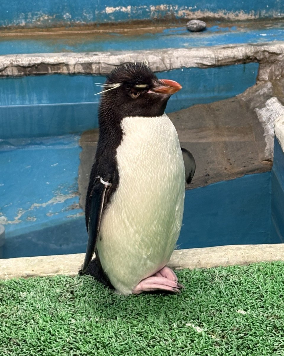 NagasakiPengin's tweet photo. 足が重なりおしとやかに見えるミナミイワトビペンギンシリーズ📸

#長崎ペンギン水族館 #penguin #aquarium
#長崎 #長崎観光 #水族館 #ペンギン #ミナミイワトビペンギン #清楚系 https://t.co/pNzVtCvqO5