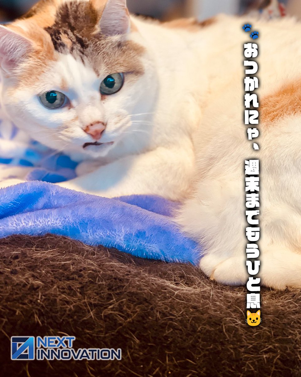 nxtinnovations's tweet photo. 🐾猫社長ゆずマルにゃ🐱
2026年7月10日（金） #おつかれにゃフライデー今週もみんにゃ、本当におつかれさまだにゃ✨
がんばったあとは、しっかり休んでエネルギーチャージ🐾
ゆずマルも「20時間寝て2時間働く」を目標に、週末を満喫するにゃ😸
来週も笑顔でがんばれるように、素敵な金曜日を過ごしてにゃ🍀#おつかれにゃフライデー #猫社長 #ゆずマル #週末 #金曜日 #癒し #猫好き #仕事術 #ネクストイノベーション #IT企業