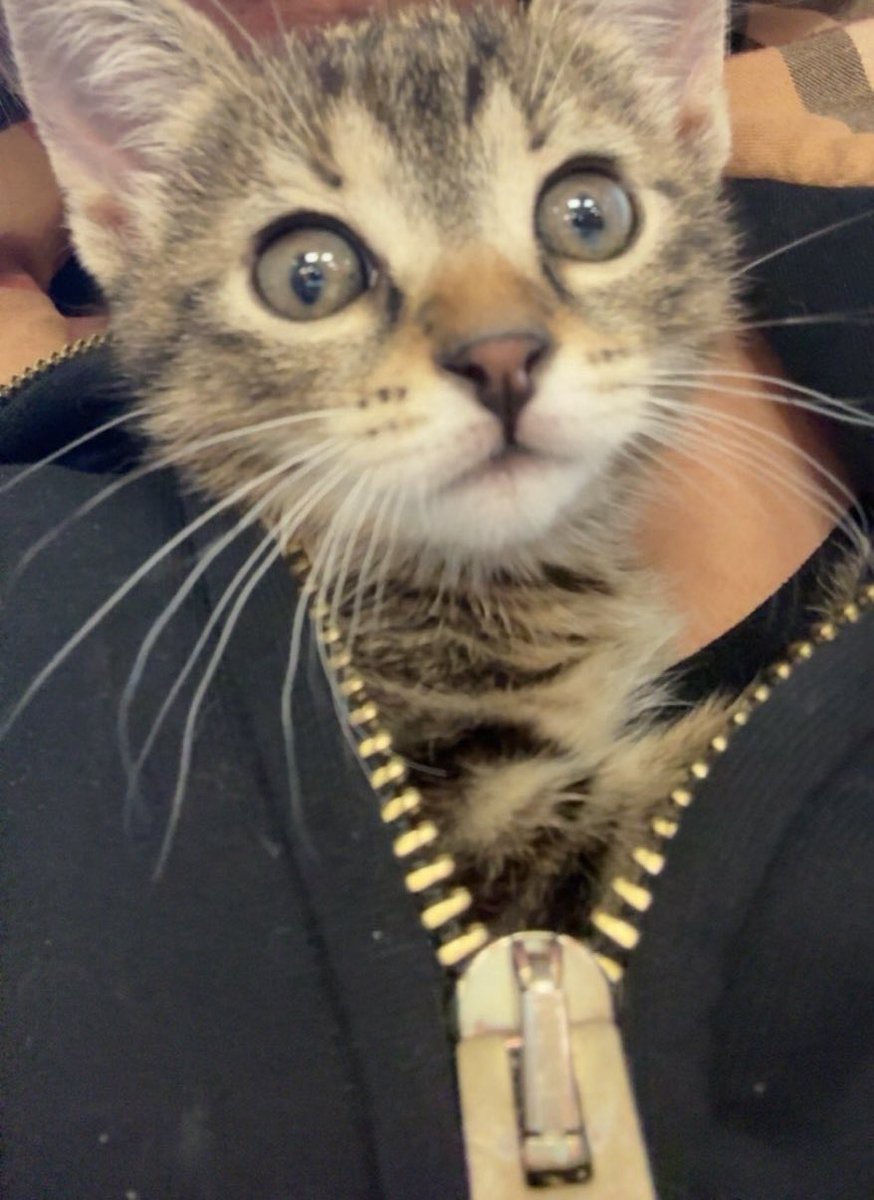 mbnnkm's tweet photo. Chaton à donner 🥲 https://t.co/R8oh4CGNB9