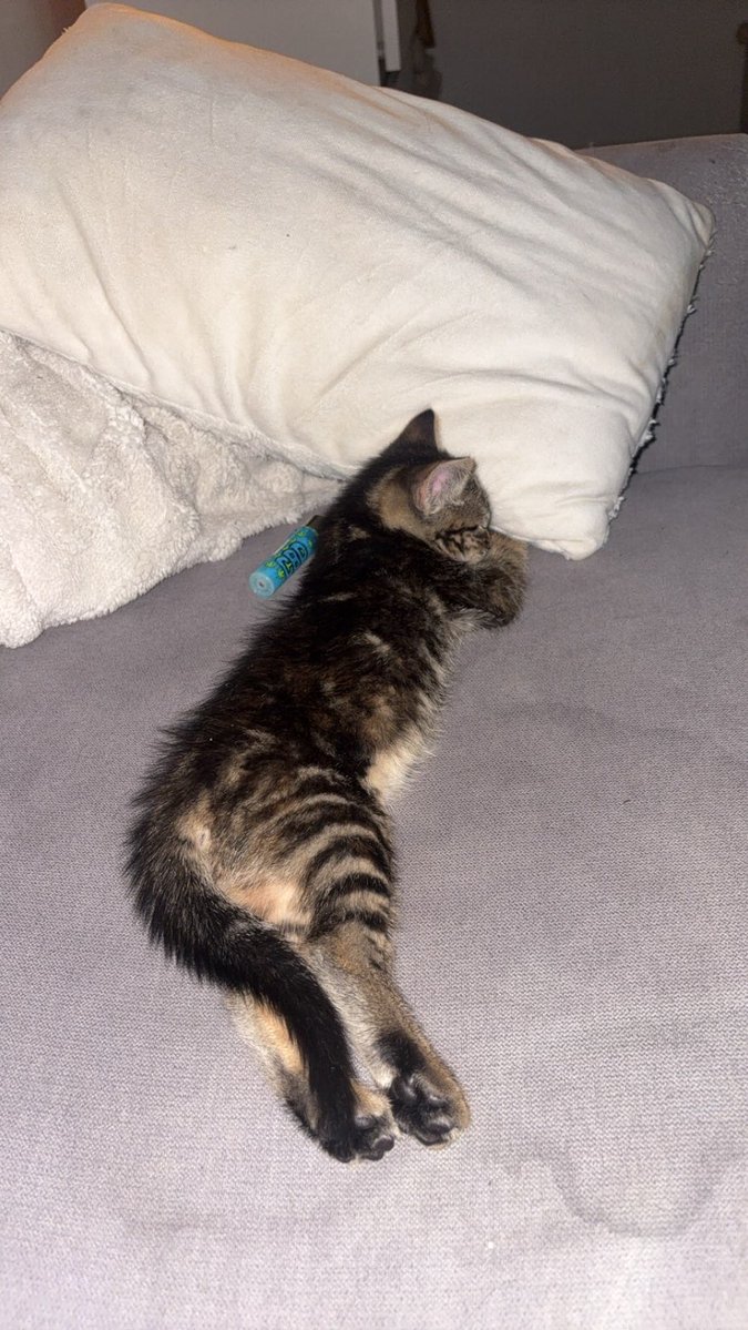 mbnnkm's tweet photo. Chaton à donner 🥲 https://t.co/R8oh4CGNB9
