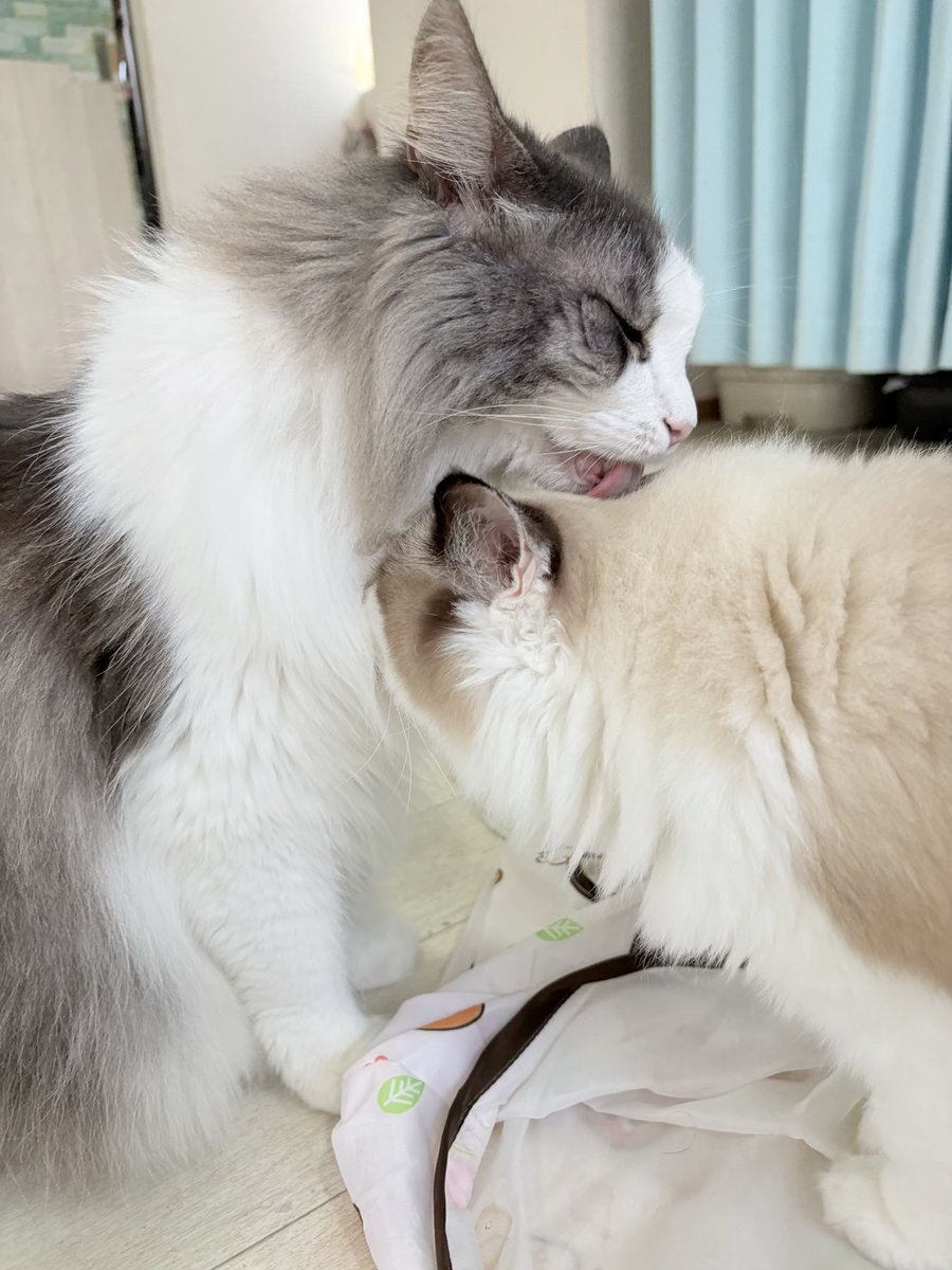 Chikakojune's tweet photo. たまに甘えんぼになるピーャと優しいアイちゃん🍨。
#猫カフェラグドールぴゅあ
#猫カフェラグドールあいす https://t.co/E3SydWRIKW