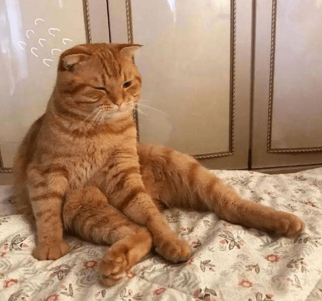 HertaLuttozaua's tweet photo. Just found my cold coffee mug under the couch after 3 days of hiding—turns out the pet has been using my morning routine as their new nap spot. Housework win Sort of. https://t.co/paVL7DiIY3