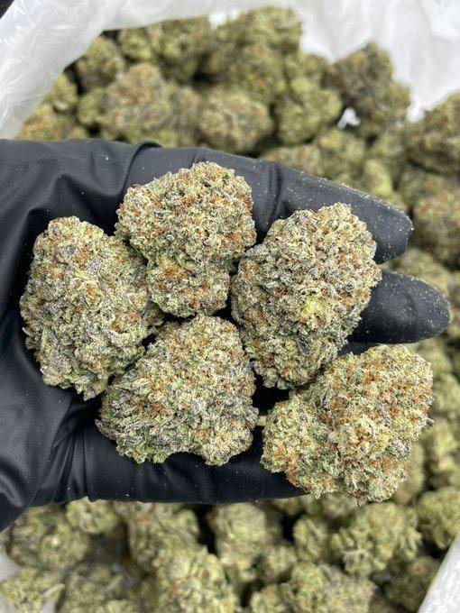 Jameskushplug's tweet photo. Weed #Cumbernauld, Weed #Dalkeith, Weed #Dingwall, Weed #Dunbar, Weed #Dunblane, Weed #Dundee, Weed #Dunfermline, Weed Dunoon, Weed #Duns, Weed #Elgin, Weed Falkirk, Weed Forfar, Weed Fort William, https://t.co/uqK8b0yIC1