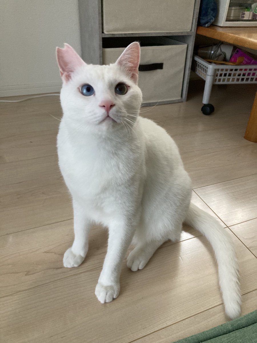 猫のいる暮らし𓃠 #猫のいる幸せ𓏲𓎨 #猫のいる暮らし #猫のいるくらし